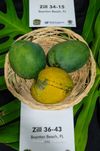 Zill 36-43 mango fruit