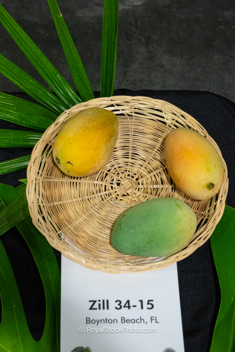 Zill 34-15 Mango Zill 34-15 mango fruit