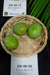Zill 40-26 mango fruit