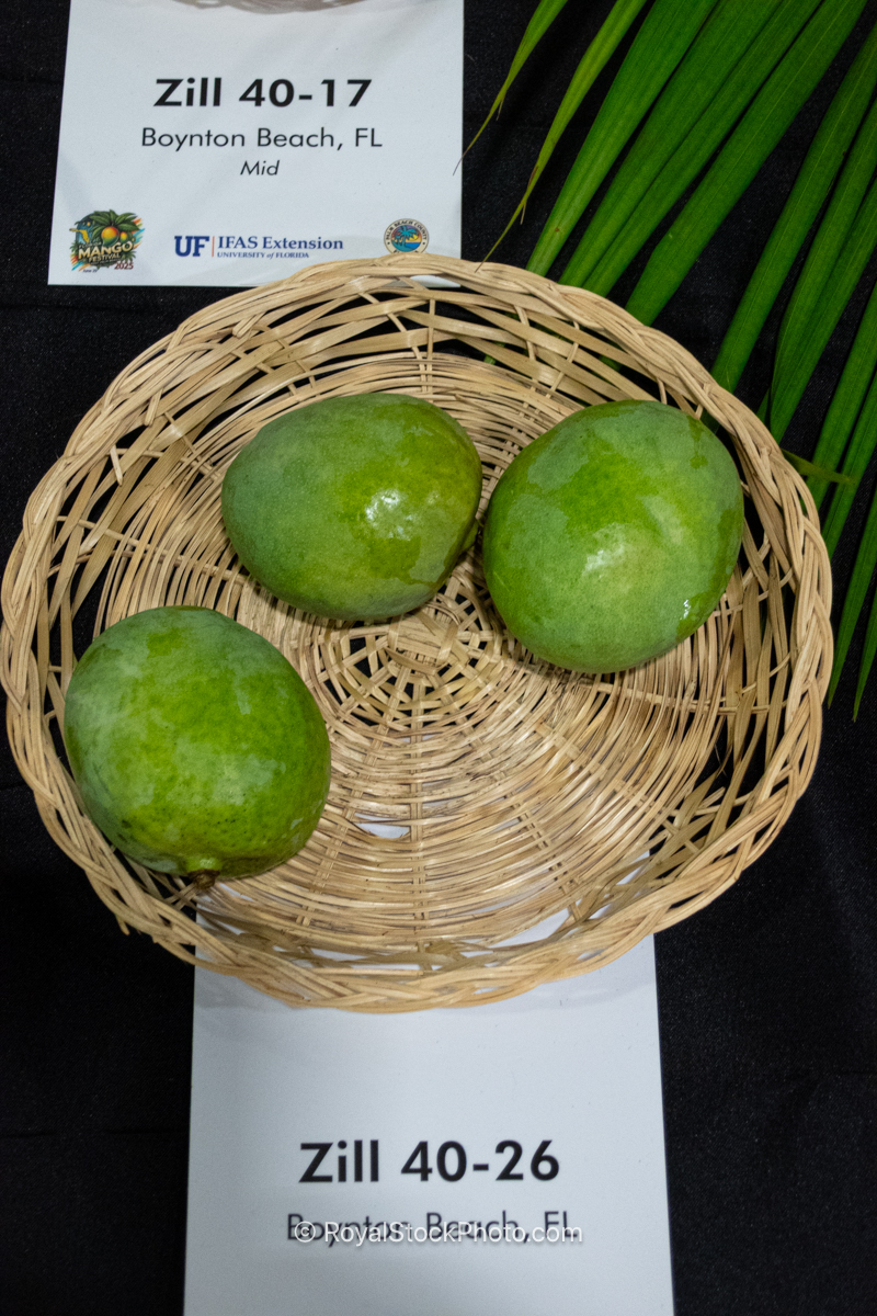 Zill 40-26 Mango Zill 40-26 mango fruit