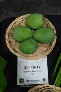 Zill 40-17 mango fruit