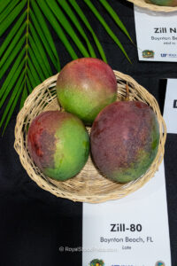 Zill-80 mango fruit