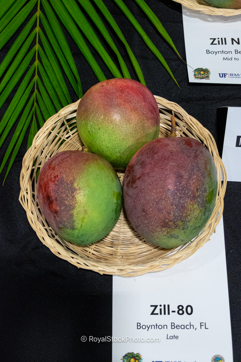 Zill-80 mango fruit