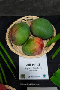 Zill N-12 mango fruit