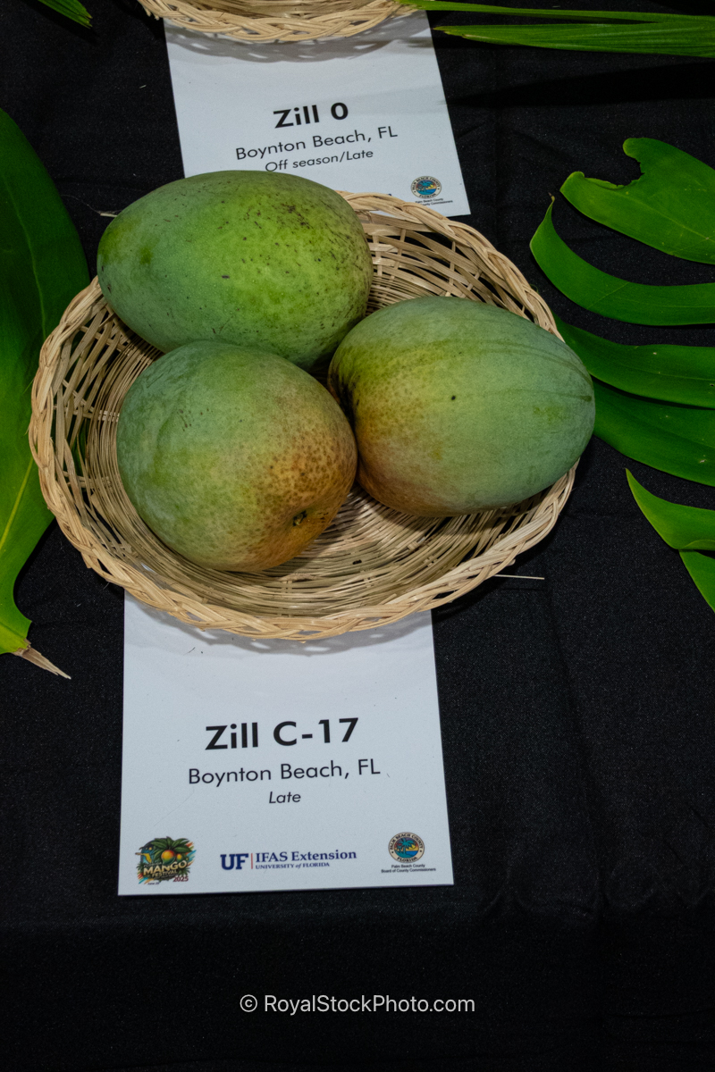 Zill C-17 mango fruit