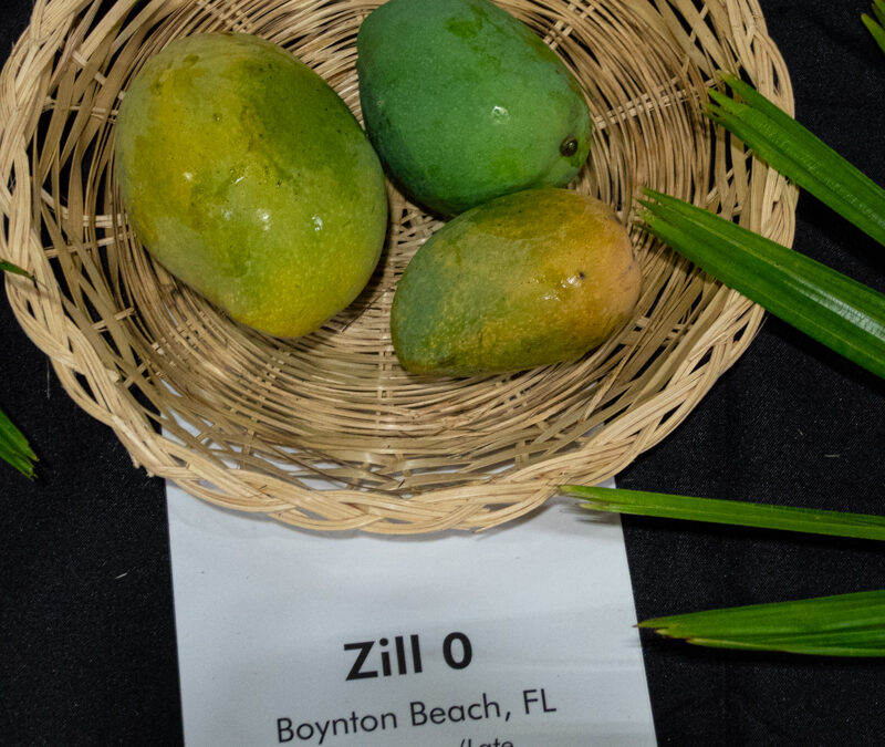 Zill O