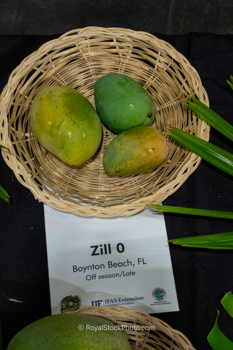 Zill O mango fruit