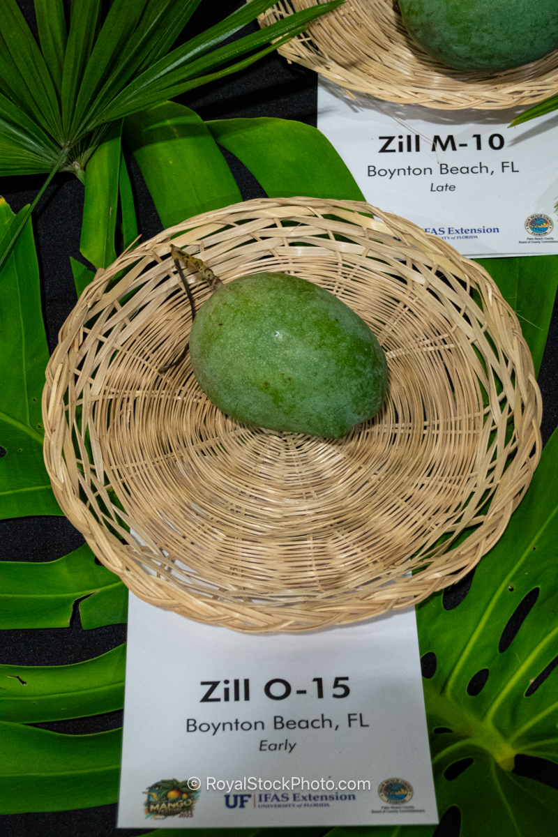 Zill O-15 mango fruit