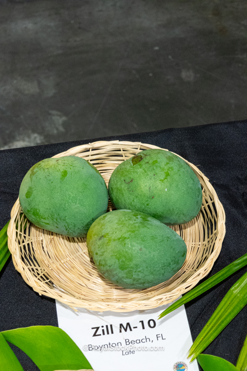 Zill M-10 mango fruit