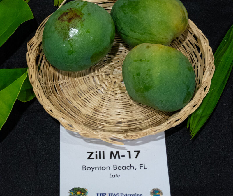 Zill M-17