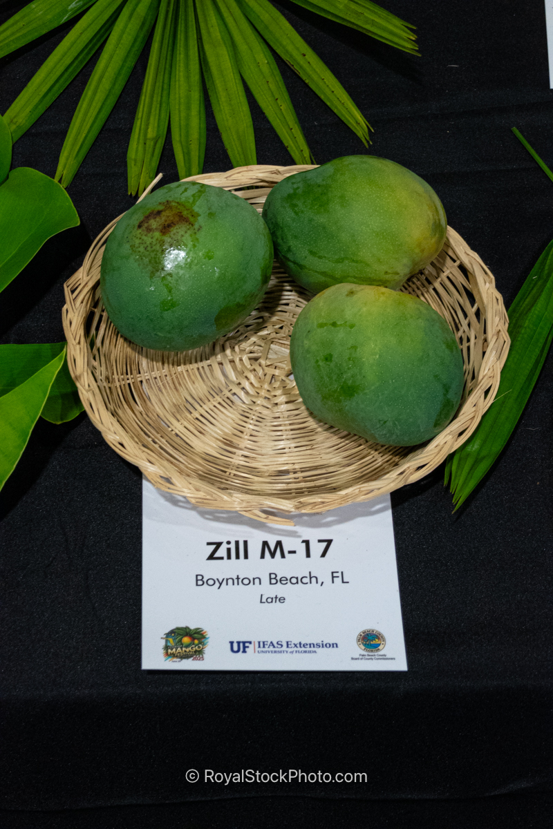 Zill M-17 Mango Zill M-17 mango fruit