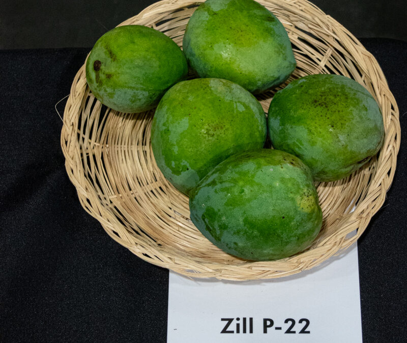 Zill P-22