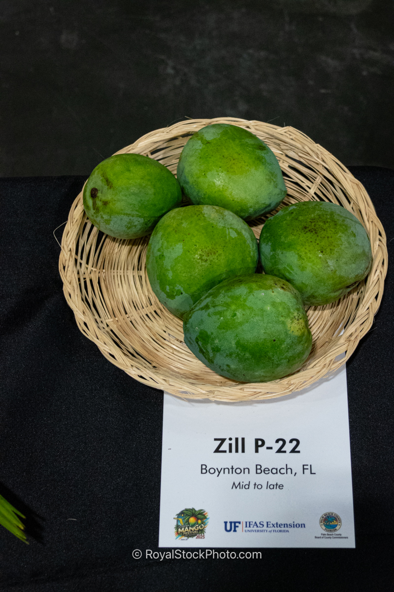 Zill P-22 Mango Zill P-22 mango fruit