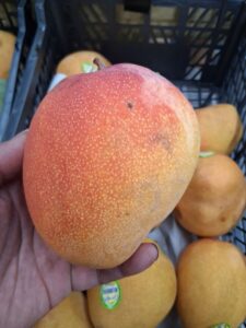 Haden mango fruit closeup