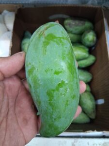 Keo Savoy mango fruit closeup