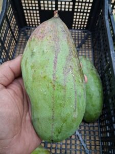 Valencia Pride mango fruit closeup