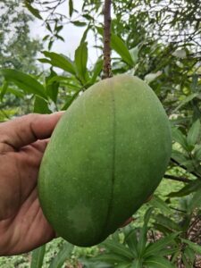 Alampur Baneshan mango fruit on tree