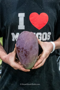 Thai Purple mango held in hands - Thai Purple mango fruit