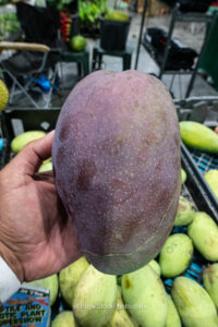 Thai Purple mango closeup over green mango display - Thai Purple mango fruit