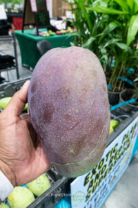 Thai Purple mango closeup at tropical fruit market stall - Thai Purple mango fruit