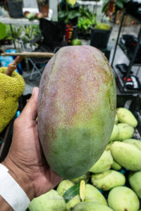 Green and purple Thai Purple mango held above mango crate - Thai Purple mango fruit