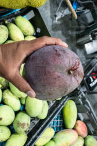Thai Purple mango top view with stem sap - Thai Purple mango fruit