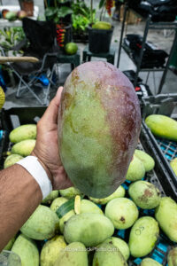 Thai Purple mango with green purple skin held at market - Thai Purple mango fruit
