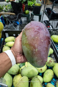 Glossy Thai Purple mango closeup - Thai Purple mango fruit