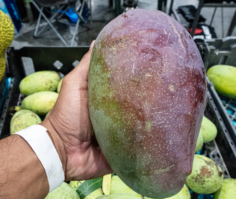 Thai Purple