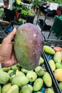 Ripe purple Thai Purple mango with speckled skin - Thai Purple mango fruit