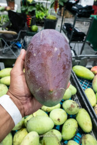 Thai Purple mango held in hand with mango bins background - Thai Purple mango fruit
