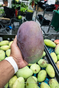 Large oval Thai Purple mango closeup over green mango pile - Thai Purple mango fruit