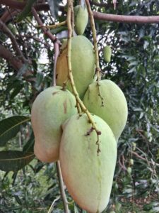 Pim Saen Mun mangoes growing on the tree