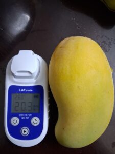 Pim Saen Mun mango with Brix meter reading 20.3