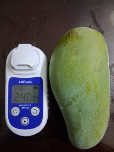 Brahm Kai Meu mango with Brix meter reading 24.0