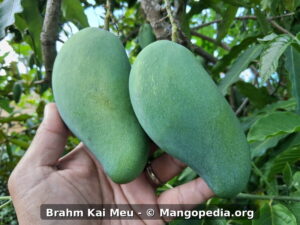 Brahm Kai Meu mango fruit photo with watermark: Brahm Kai Meu - © Mangopedia.org