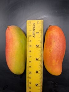 Maha Chanok mango size comparison