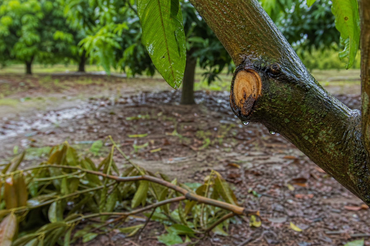 Mango branch after rain with moisture, pruning wound, and fallen diseased twig showing conditions that can spread mango dieback
