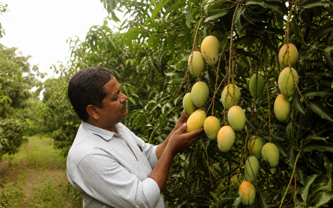 Farmer inspecting rare off-season Dofala mangoes in a Bengal orchard