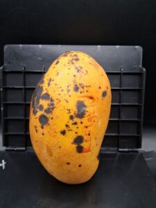 Whole ripe Rosigold mango with orange-yellow skin and dark spotting - Rosigold mango