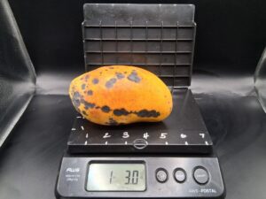 Rosigold mango on scale weighing 1 lb 3.0 oz - Rosigold mango