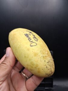 Orange Sherbet mango side view with variety name written on skin - Orange Sherbet mango