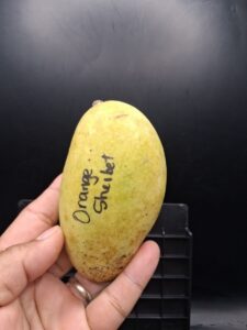 Whole Orange Sherbet mango with variety name written on skin - Orange Sherbet mango