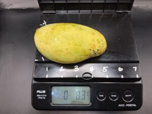 Orange Sherbet mango on scale weighing 8.3 oz - Orange Sherbet mango