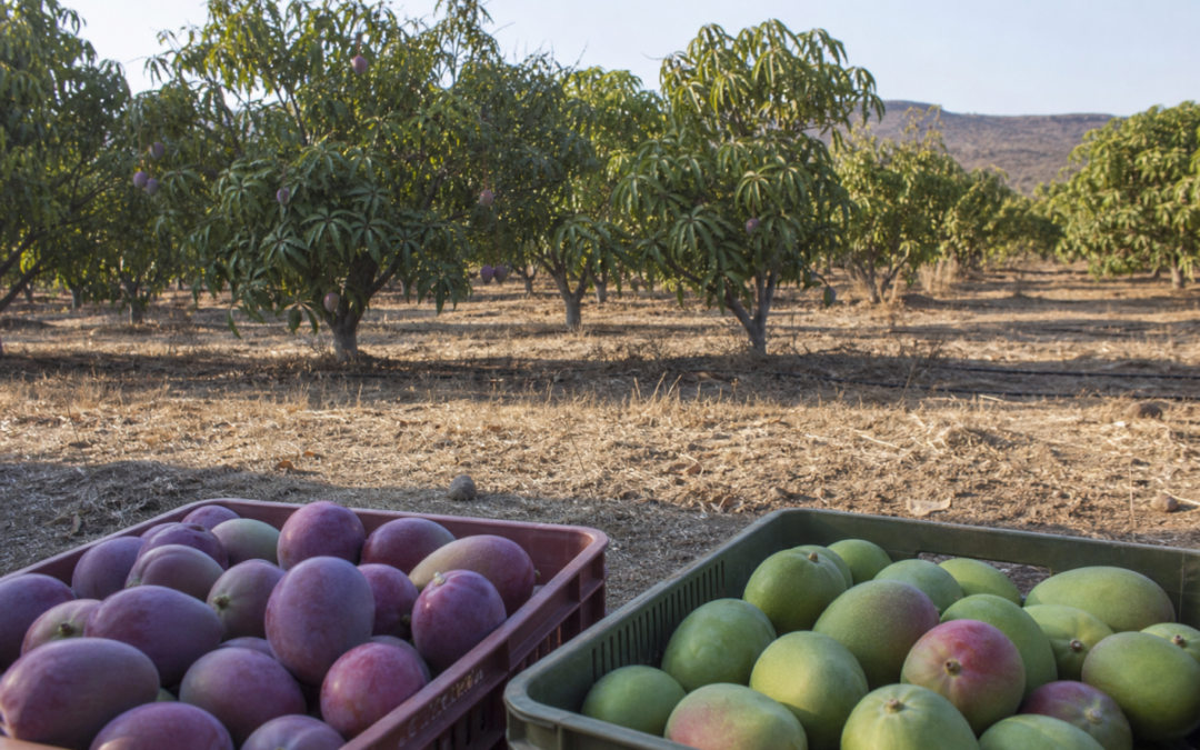 Sparse Mexican mango orchard harvest crates during a smaller mango crop year affecting dried mango supply