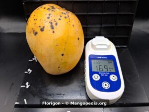 Florigon mango with Brix meter reading 16.9 - Florigon mango