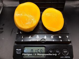Cut Florigon mango on scale weighing 15.9 oz - Florigon mango
