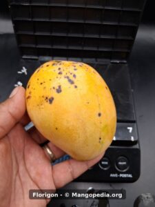 Whole Florigon mango held in hand - Florigon mango