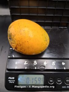 Whole Florigon mango on scale weighing 15.9 oz - Florigon mango