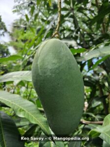 Keo Savoy mango fruit photo - Keo Savoy mango